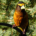 Evening Grosbeak male