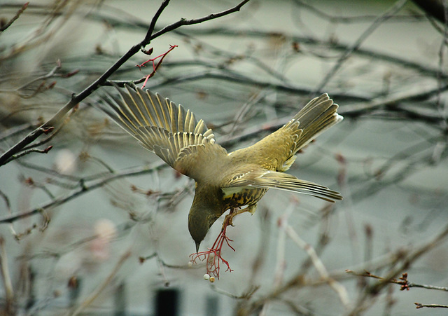 Mistle Thrush