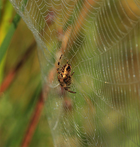 spider in the garden