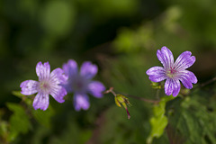 Tre...fiori, cinque...petali