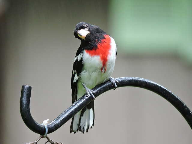 Rose-breasted Grosbeaks