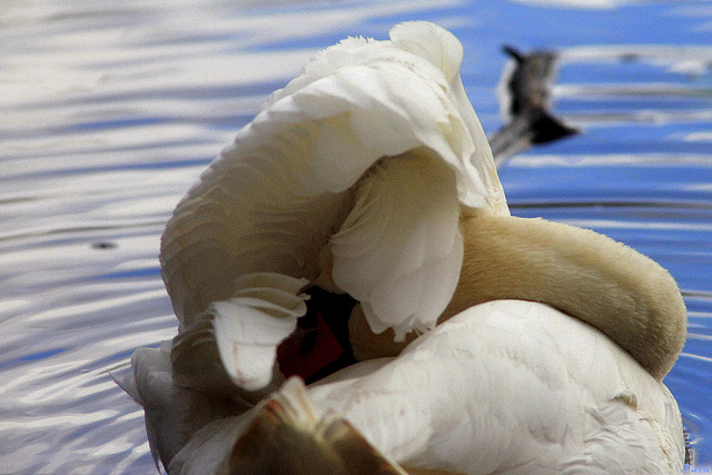 Danse du Cygne "Zoumba"