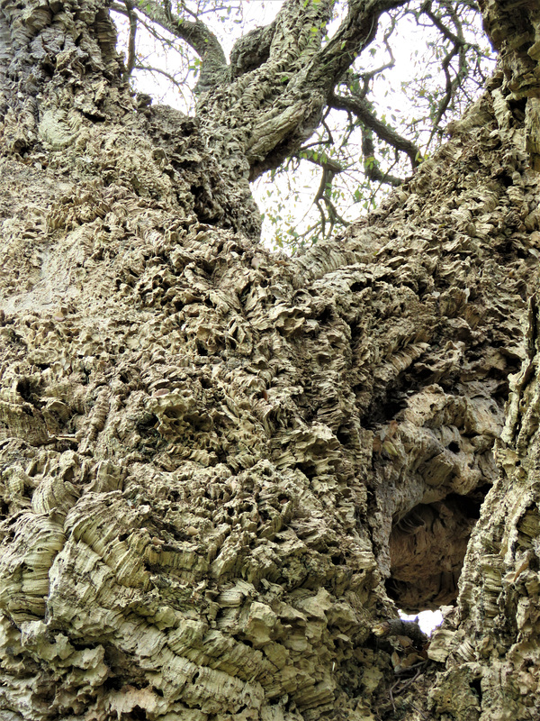 painshill park (146)
