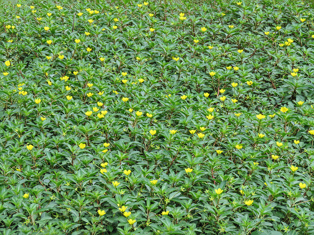 Day 7, wildflowers, Estero Llano Grande SP