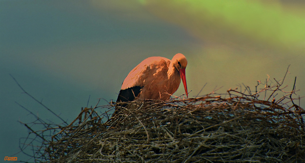 Cigogne+