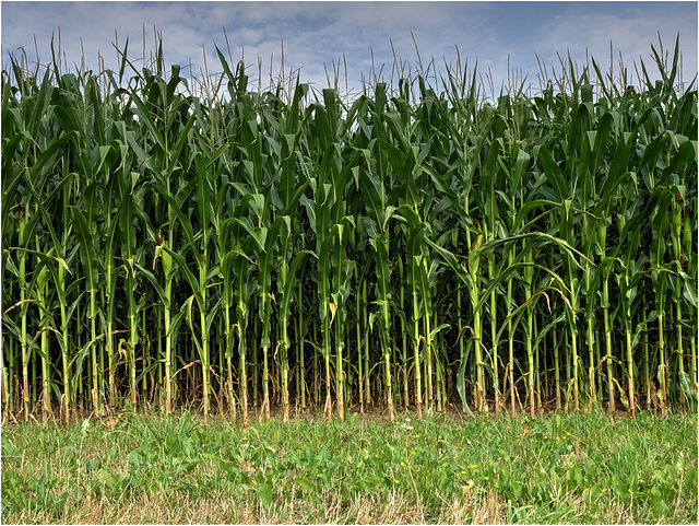 Corn Corn