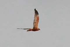 EOS 90D Peter Harriman 10 51 56 46760 marshHarrier dpp