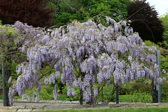 Wysteria vine