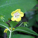 Swamp Loosestrife