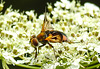 20210813 2429CPw [D~LIP] Breitflügelige Raupenfliege (Ectophasia crassipennis), Möhre (Daucus carota), Bad Salzuflen