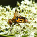 20210813 2429CPw [D~LIP] Breitflügelige Raupenfliege (Ectophasia crassipennis), Möhre (Daucus carota), Bad Salzuflen