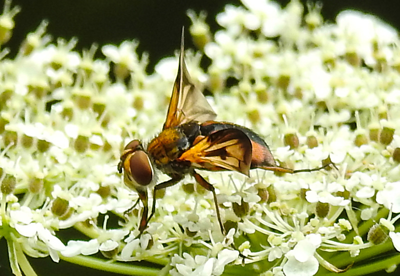 20210813 2429CPw [D~LIP] Breitflügelige Raupenfliege (Ectophasia crassipennis), Möhre (Daucus carota), Bad Salzuflen