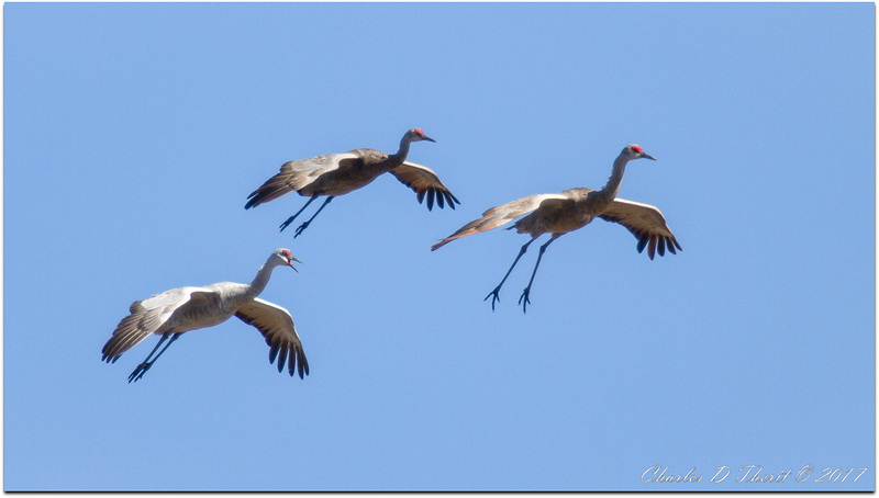 Gliders