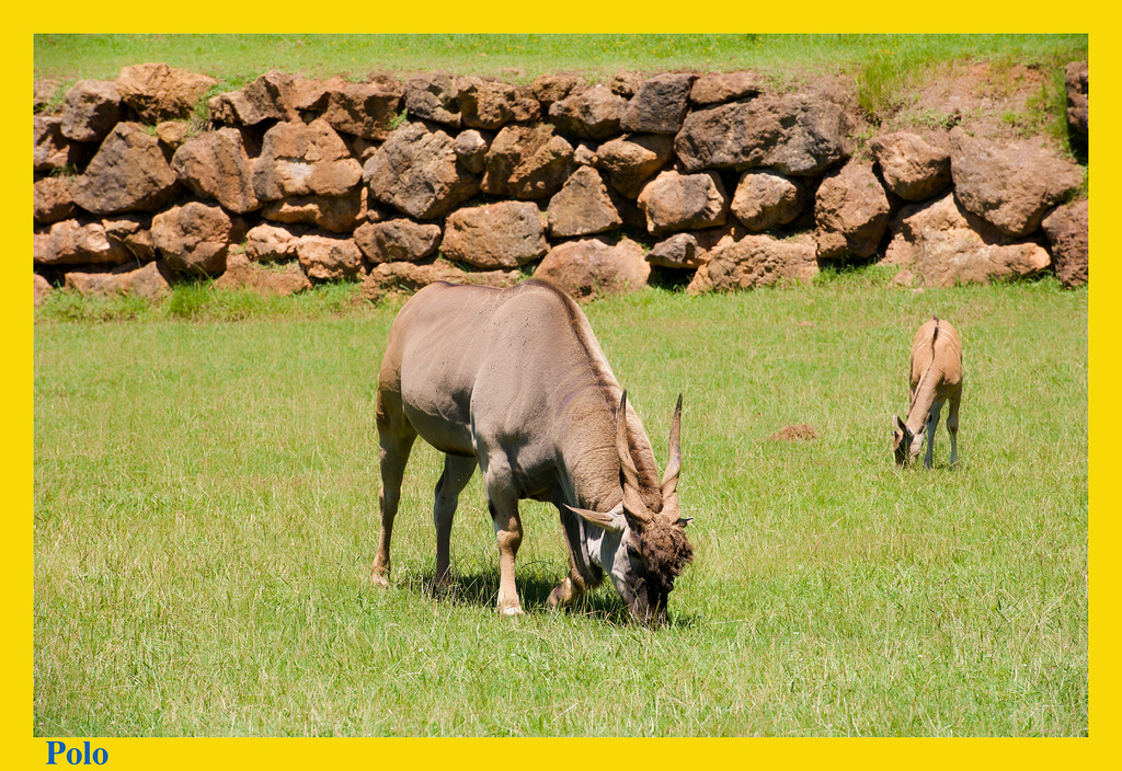 Antílope eland común [Taurotragus oryx] (+2 Notas)