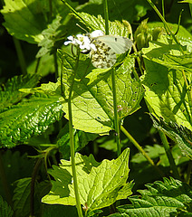 20230528 0270CPw [D~HF] Knoblauchsrauke (Alliaria petiolata), Aurorafalter (Anthocharis cardamines) [w], Bismarckturm, Herford