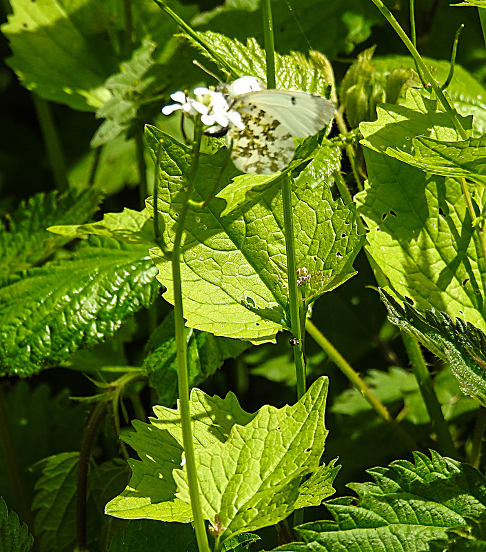 20230528 0270CPw [D~HF] Knoblauchsrauke (Alliaria petiolata), Aurorafalter (Anthocharis cardamines) [w], Bismarckturm, Herford