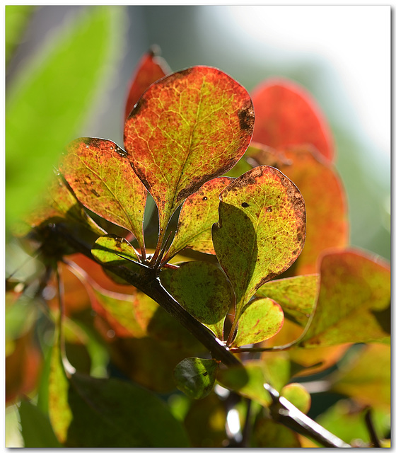 Autumn shows its face