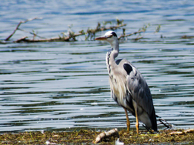 Heron cendré