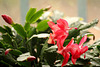 Easter cactus