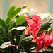 Easter cactus