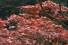 Red maple 1