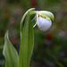 Sparrow's-egg Lady's Slipper