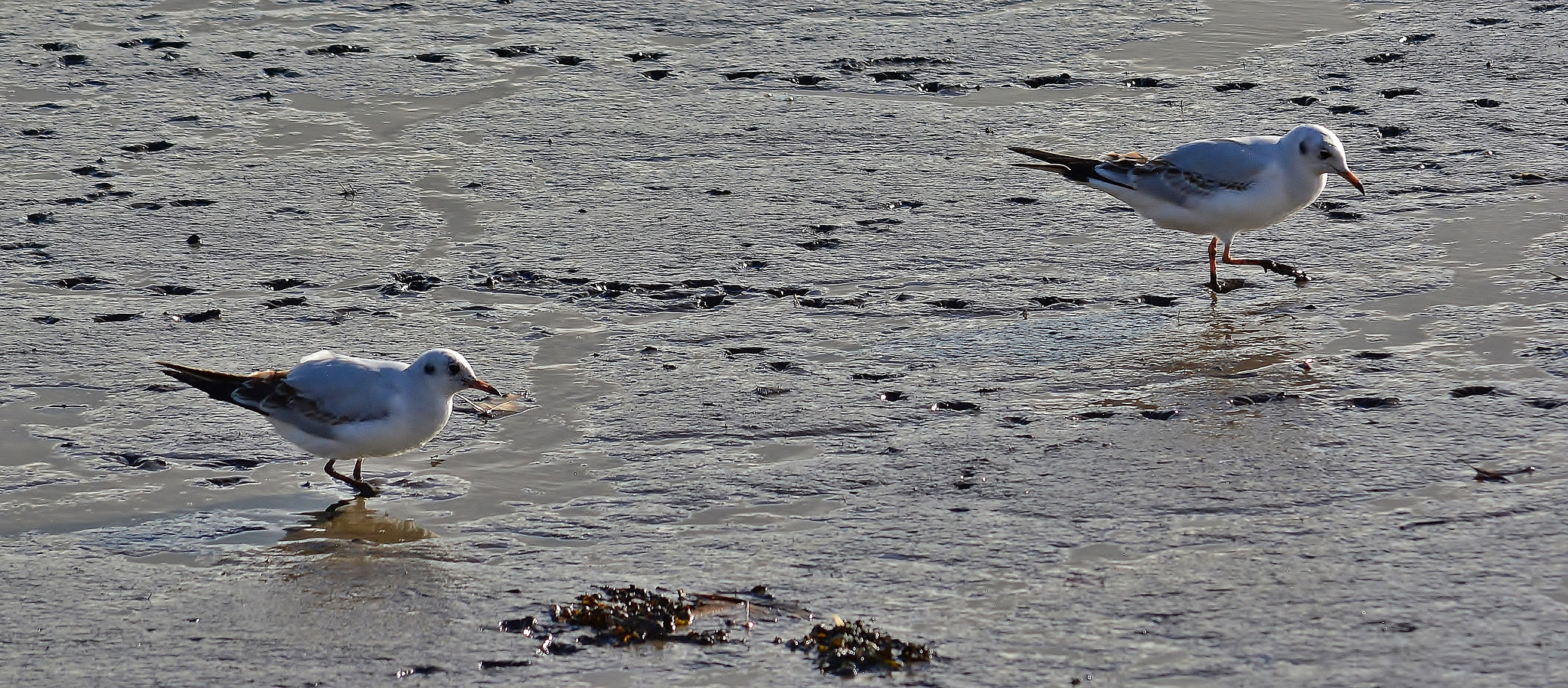 Feeding from the river bed