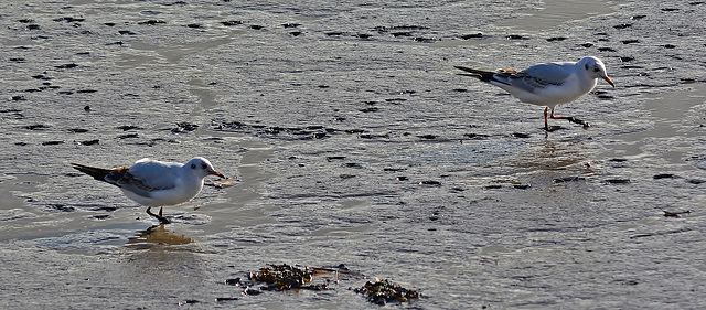 Feeding from the river bed