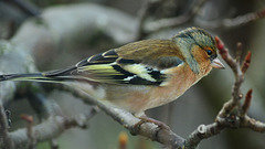 Chaffinch