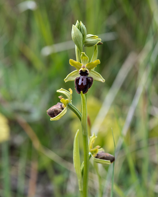 Spinnen-Ragwurz, Ophrys sphegodes s. l. - 2016-04-26_D4_DSC6734