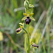 Spinnen-Ragwurz, Ophrys sphegodes s. l. - 2016-04-26_D4_DSC6734
