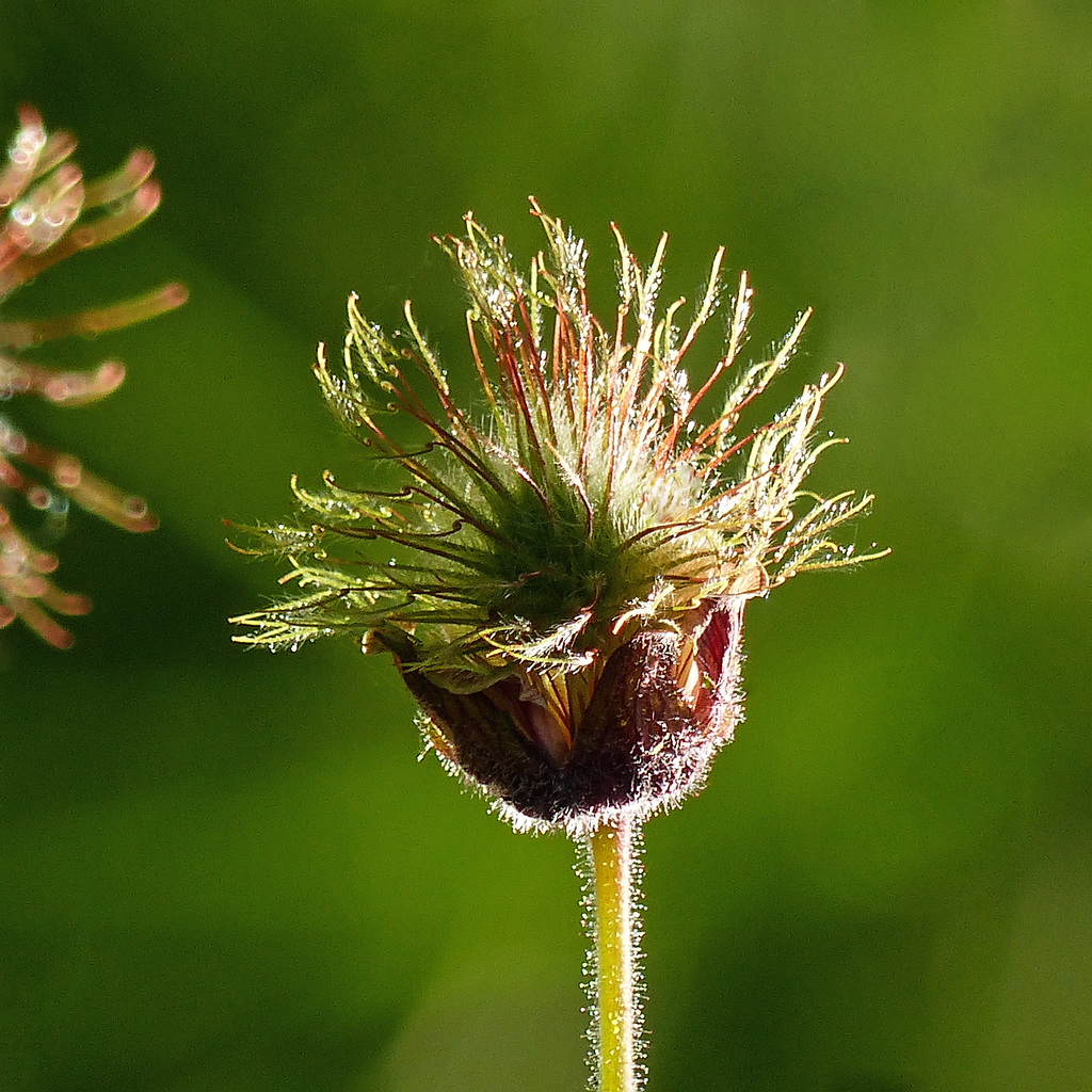 Purple/Water Avens seedhead / Geum rivale