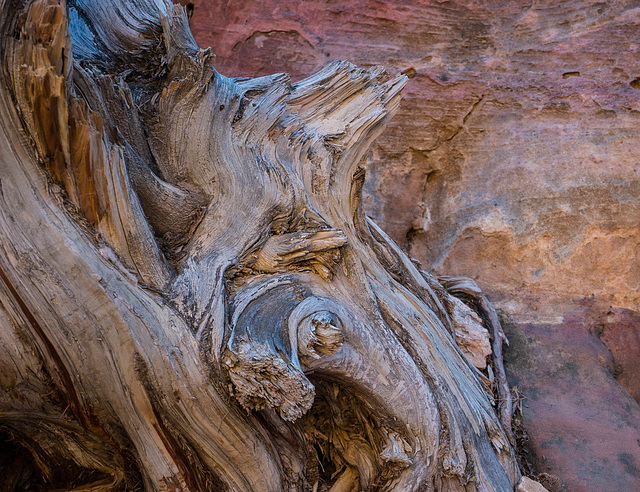 Desert Design - Petra, Jordan