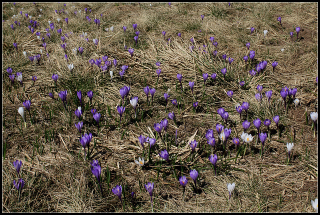 Crocus vernus dans une prairie du plateau , vers 1200 m