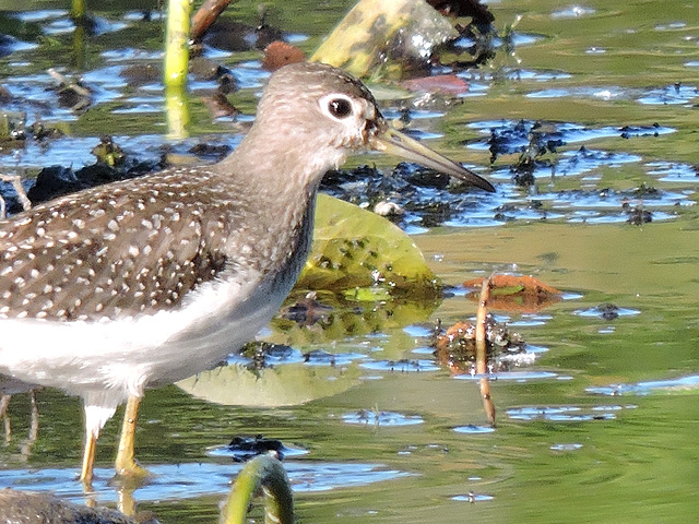 Solitary Sandpiper