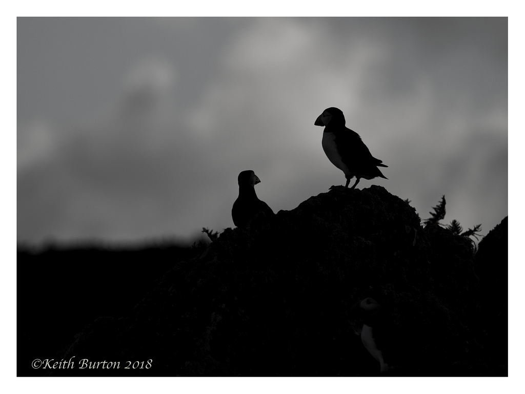 Puffin Silhouettes