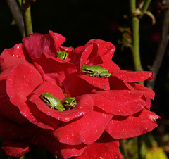 Rose Bed