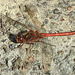 20190902 5693CPw [D~VR] Heidelibelle (Sympetrum vulgatum), Boddenland, Müggenburg