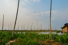 bei den  schwimmenden Gärten auf dem Inle-See (© Buelipix)