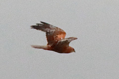 EOS 90D Peter Harriman 10 51 55 46759 marshHarrier dpp