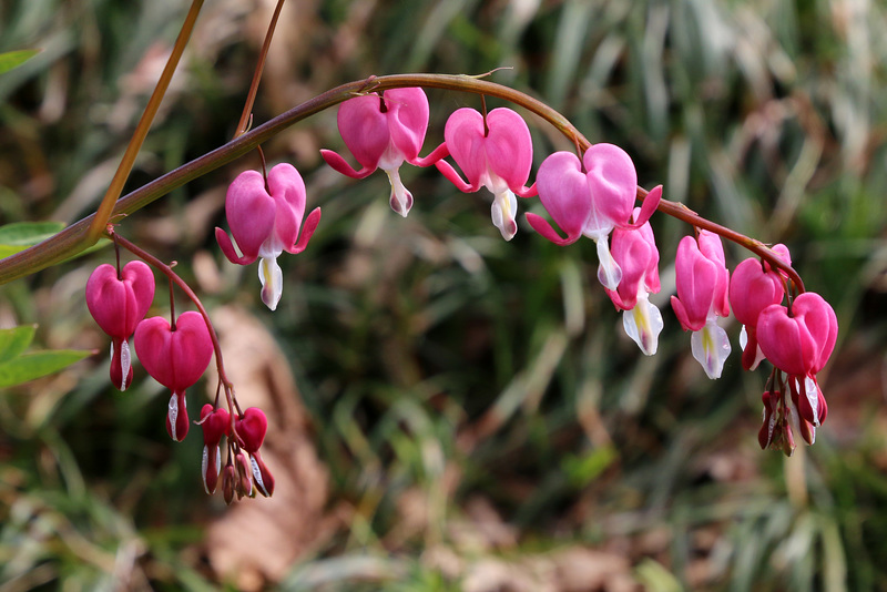 Bleeding hearts