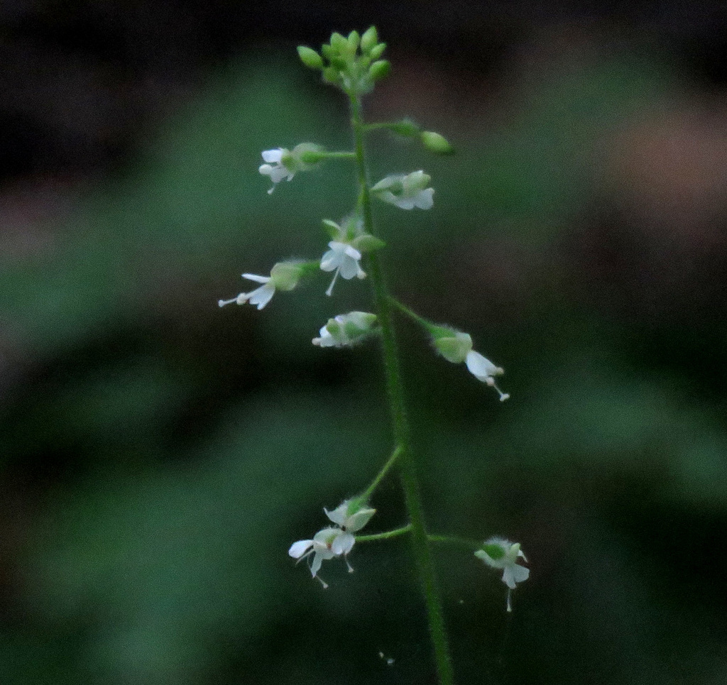 Sweet Cicely, 1/8 inch flowers in shady forest.