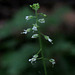 Sweet Cicely, 1/8 inch flowers in shady forest.