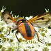 20210813 2430CPw [D~LIP] Breitflügelige Raupenfliege (Ectophasia crassipennis), Möhre (Daucus carota), Bad Salzuflen