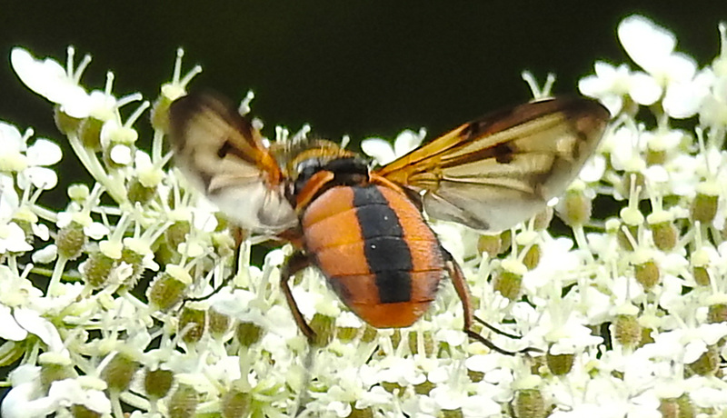 20210813 2430CPw [D~LIP] Breitflügelige Raupenfliege (Ectophasia crassipennis), Möhre (Daucus carota), Bad Salzuflen