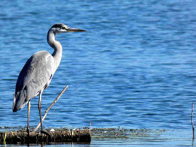 Heron cendré