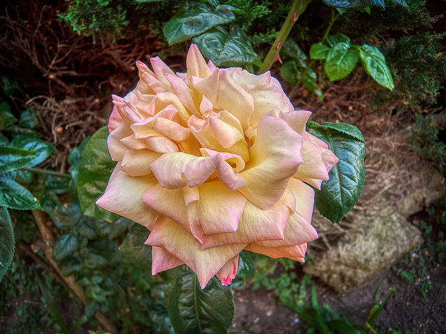 Rose