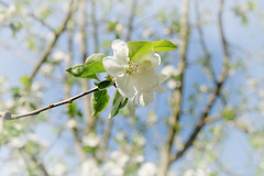 Zeit der Apfelblüten Zeit der Apfelblüten