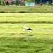 Stork