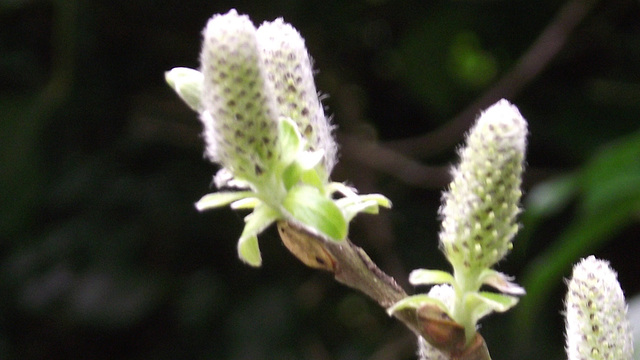 A bush with new growth on it